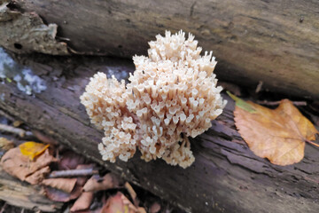 Artomyces pyxidatus in the woods