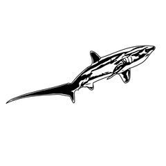 Fototapeta na wymiar Black and white sketch of a shark with transparent background
