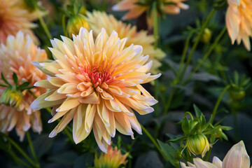 Beautiful  Blooming  Colorful  Dahlia Flower in the Garden Tree
