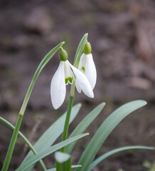 Snowdrop - a perennial bulbous plant. The name of the genus comes from the Greek words meaning 
