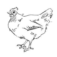 Linear sketches of poultry in graphics. High quality illustration