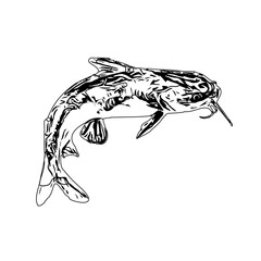Black and white sketch of a catfish with a transparent background
