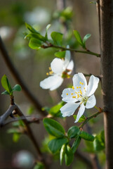 Abundant cherry blossoms in spring.