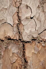 Beech tree bark in closeup