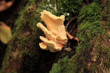 Sulphur polypore - Laetiporus sulphureus