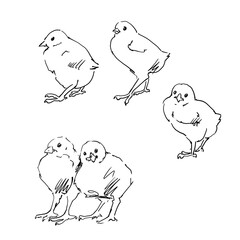 Linear sketches of poultry in graphics. High quality illustration