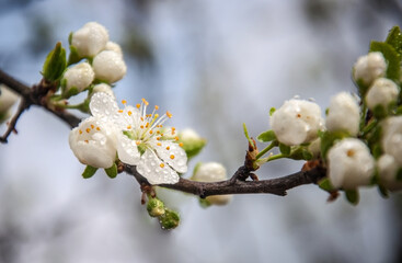 Home or ordinary plum - a fruit plant of the genus plum subfamily almond family pink