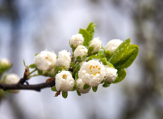 Home or ordinary plum - a fruit plant of the genus plum subfamily almond family pink