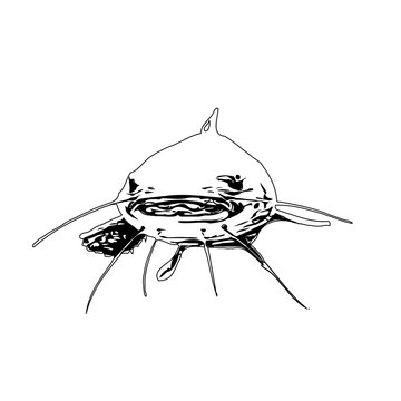 recommend clip art: Black and white sketch of a catfish with a transparent background