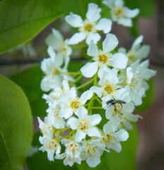 Prunus padus is a plant of the pink plum family. The bird cherry is also known as the bird cherry, this word also refers to a tree or a bush.