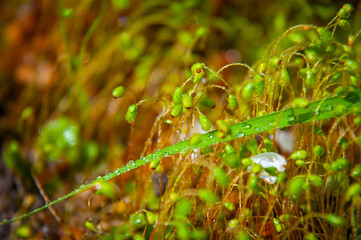 Moss is a higher avascular spore plant.