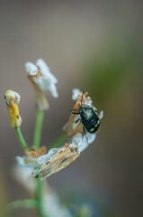 Heteroptera is a series of insects of the order Semi-hardy. "Heteroptera" in Greek means "different wings": most species have forewings of both membranes and solids.