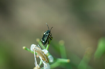 Heteroptera is a series of insects of the order Semi-hardy. 