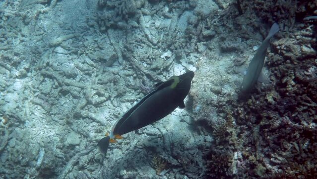 Underwater tropical ORANGESPINE UNICORNFISH swimming among reef coral scene.