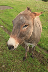 Donkey in a pasture