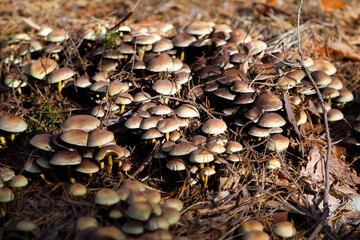 There is a cluster of wild mushrooms in the forest