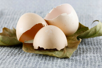 Three halves of egg shells