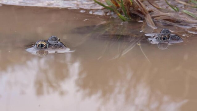 2 common frogs (Rana temporaria) in a muddy puddle