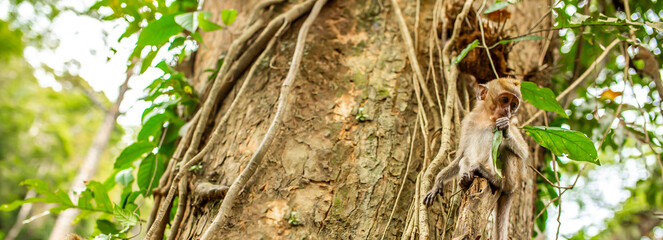 Monkeys in nature in the jungle of Thailand. A flock of monkeys in the trees. Wildlife scene with wild animals.