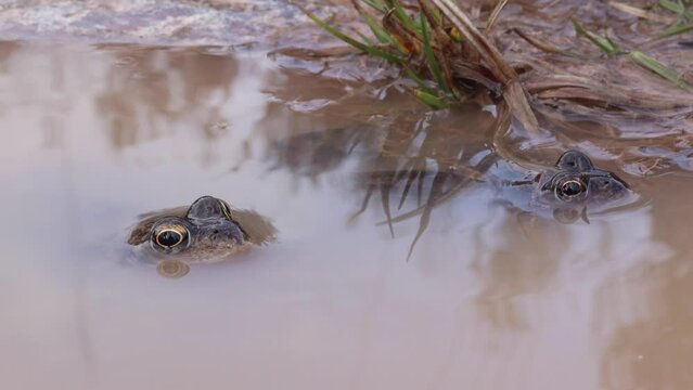 Common frog or Rana temporaria hiding in pond