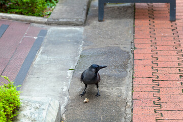 Obraz premium House crow on the pavement