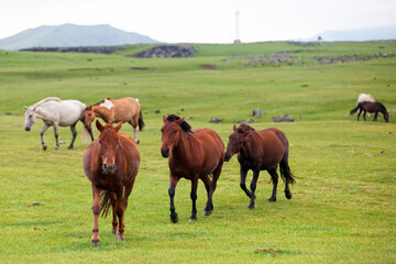 Herd of Mongolian horses