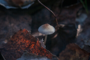 Inedible mushrooms are often called 