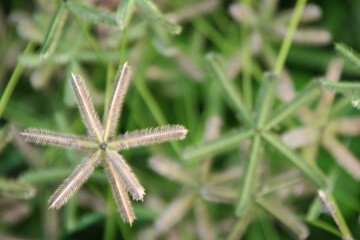 Closeup of Yellow Star Shaped Tropical Plant Cluster