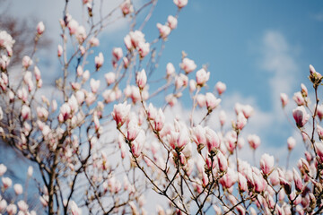 Magnolia tree blossom in spring time. Natural floral background.