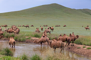 Herd of Bactrian camels drinking water in the steppes