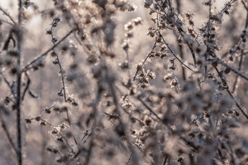 The beautiful forest belongs to the Kozlin forestry in Ukraine.