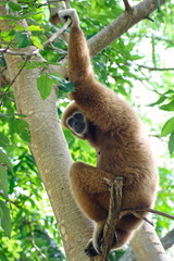 Gibbon sit on the branch