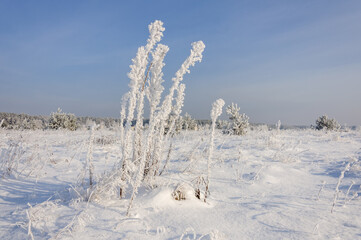 The beautiful forest belongs to the Kozlin forestry in Ukraine.