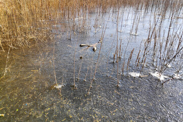 Frozen pond in winter