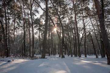 The beautiful forest belongs to the Kozlin forestry in Ukraine.
