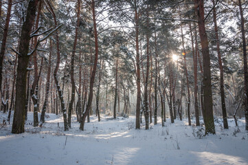 The beautiful forest belongs to the Kozlin forestry in Ukraine.
