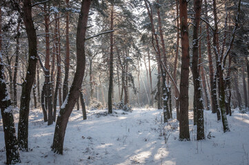 Fototapeta premium The beautiful forest belongs to the Kozlin forestry in Ukraine.