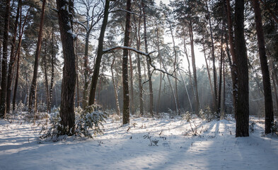 The beautiful forest belongs to the Kozlin forestry in Ukraine.
