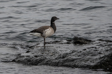 Brant/Brent goose on rock in the water.