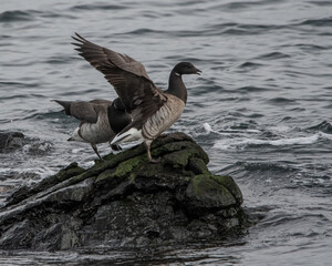 Brant geese on rocks near the water.