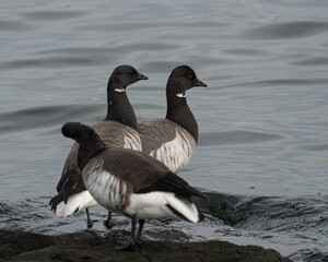 Brant geese on rocks near the water.