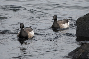 Brant geese in the water.