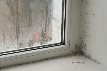 a white wall near the window with black mold. - obrazy, fototapety, plakaty