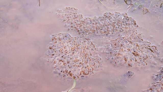Common frog (Rana temporaria) in pond amongst their frogspawn