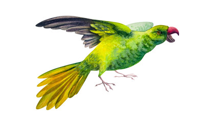 The green parrot. Watercolor illustration. An exotic bird flies with its wings spread. The image is isolated on a white background