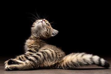 portrait of a striped brown kitten on a wooden floor on a black background, maine coon