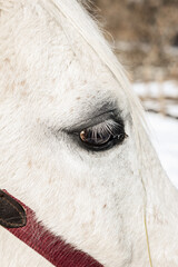 Fototapeta premium Oeil de cheval