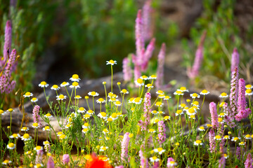 Pharmaceutical chamomile flowers growing in nature. Medicinal plant