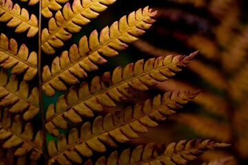 Fototapeta premium fern leaf in autumn