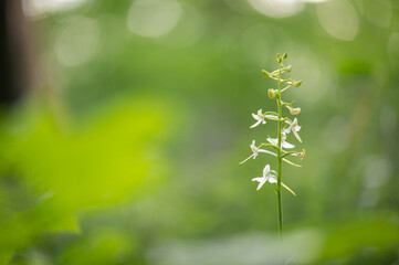 Fototapeta premium Rare white flowering orchid Platanthera bifolia the lesser butterfly-orchid with a green background in a deciduous forest in Slovakia